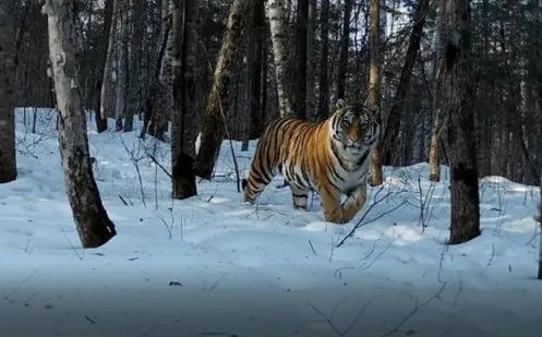 “全家福”来了！来看看你认识多少种“猫”