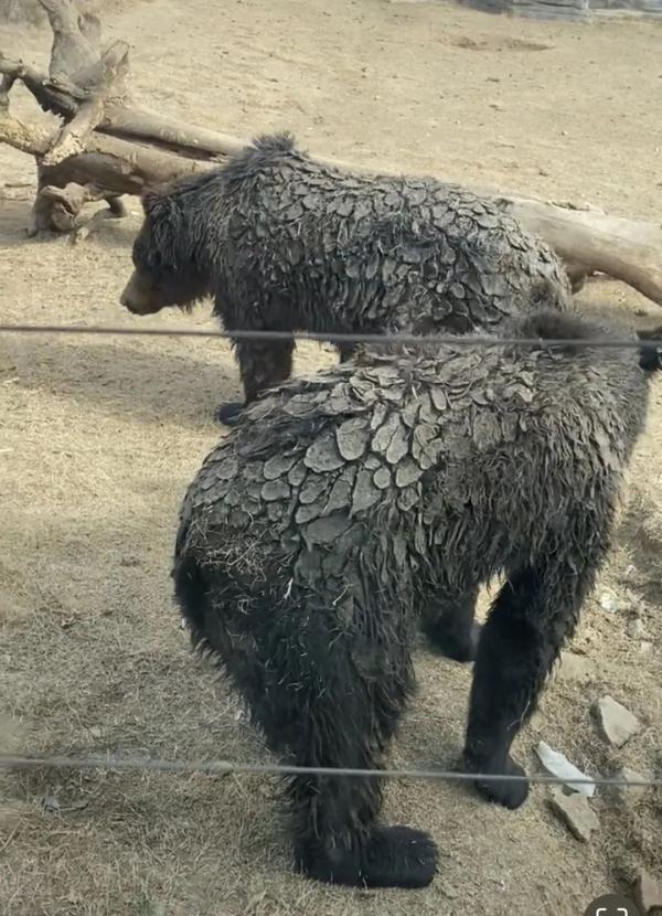 把狗熊养成了“穿山甲”,不洗澡吗?动物园回应了 把狗熊养成了“穿山甲”,不洗澡吗?动物园回应了