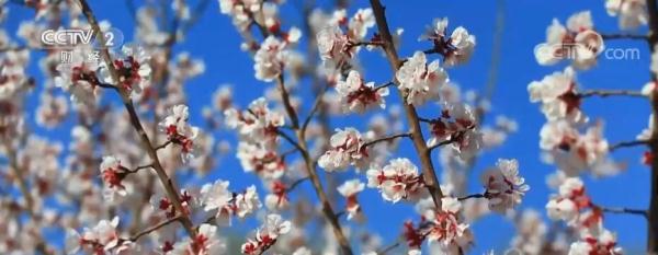 坐着火车看杏花 新疆托克逊9万亩杏花迎来盛花期