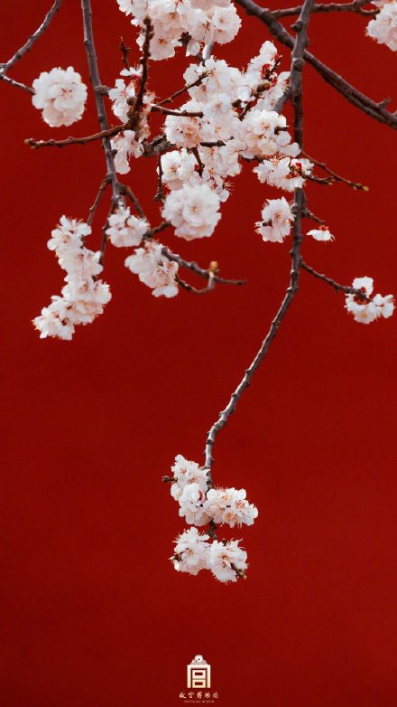 美如画！紫禁城里的杏花开了