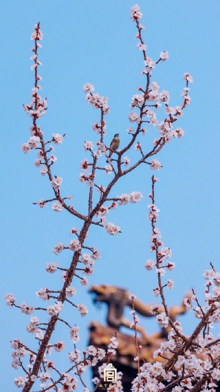 美如画！紫禁城里的杏花开了