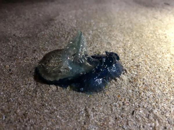 剧毒水母惊现深圳海滩！看到赶紧远离