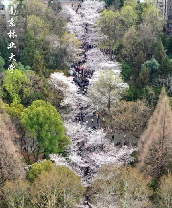 高校最好意思春色大比拼！你思和谁一齐赏玩？