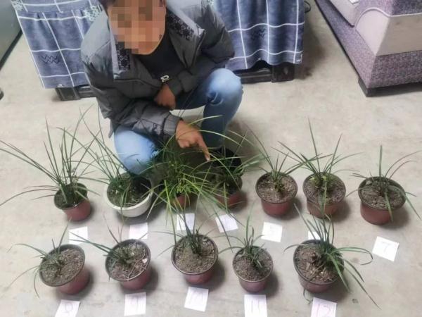 专项行动 | 野生兰花是国家重点保护植物，私挖犯法！