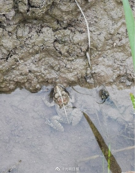 浙江发现新物种舟山陆蛙 浙江发现新物种舟山陆蛙