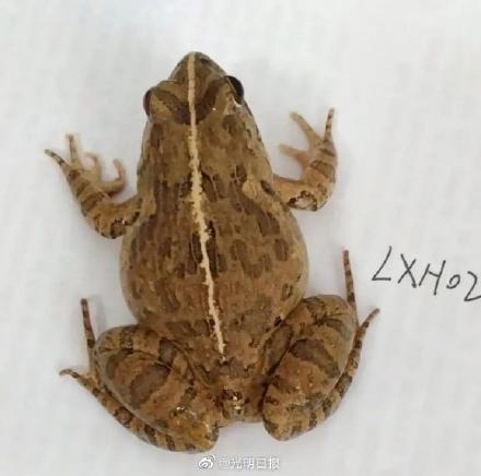 浙江发现新物种舟山陆蛙 浙江发现新物种舟山陆蛙