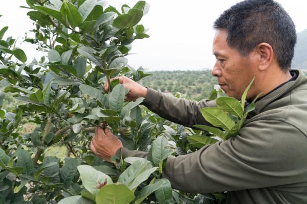 “万亩石漠”变“药乡”:四川乐山喀斯特地貌上创造出“石缝经济” “万亩石漠”变“药乡”:四川乐山喀斯特地貌上创造出“石缝经济”