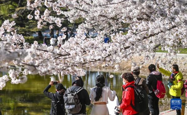 玉渊樱如雪 玉渊樱如雪