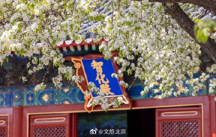 北京智化寺梨花盛开