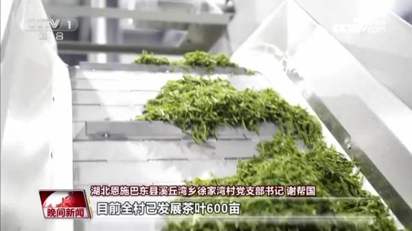 又是一年春茶季  各地茶园抢“鲜”采