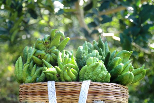 “万亩石漠”变“药乡”:四川乐山喀斯特地貌上创造出“石缝经济” “万亩石漠”变“药乡”:四川乐山喀斯特地貌上创造出“石缝经济”