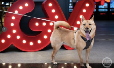 冯小刚新片《忠犬八公》来渝举办携宠观影会:全程重庆取景,主演“大黄”也来了 冯小刚新片《忠犬八公》来渝举办携宠观影会:全程重庆取景,主演“大黄”也来了