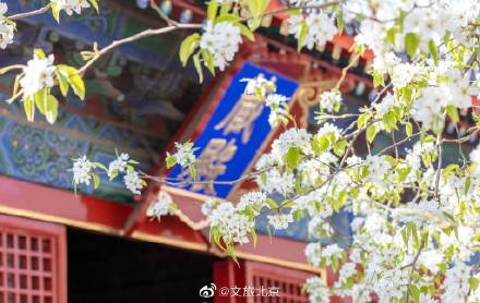 北京智化寺梨花盛开