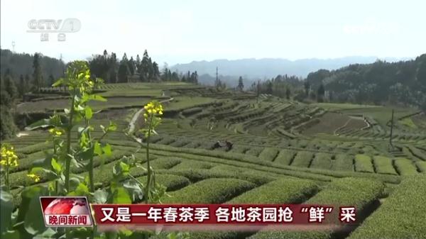 又是一年春茶季  各地茶园抢“鲜”采
