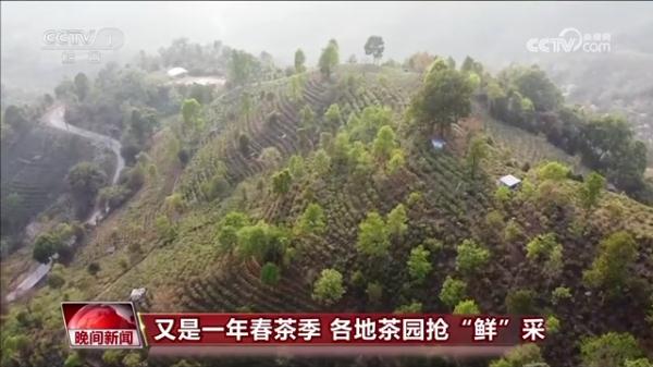 又是一年春茶季  各地茶园抢“鲜”采