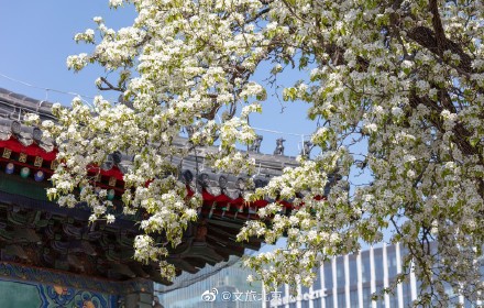 北京智化寺梨花盛开