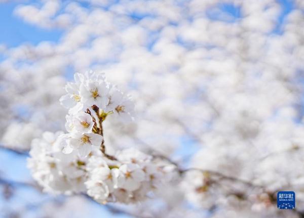 玉渊樱如雪 玉渊樱如雪
