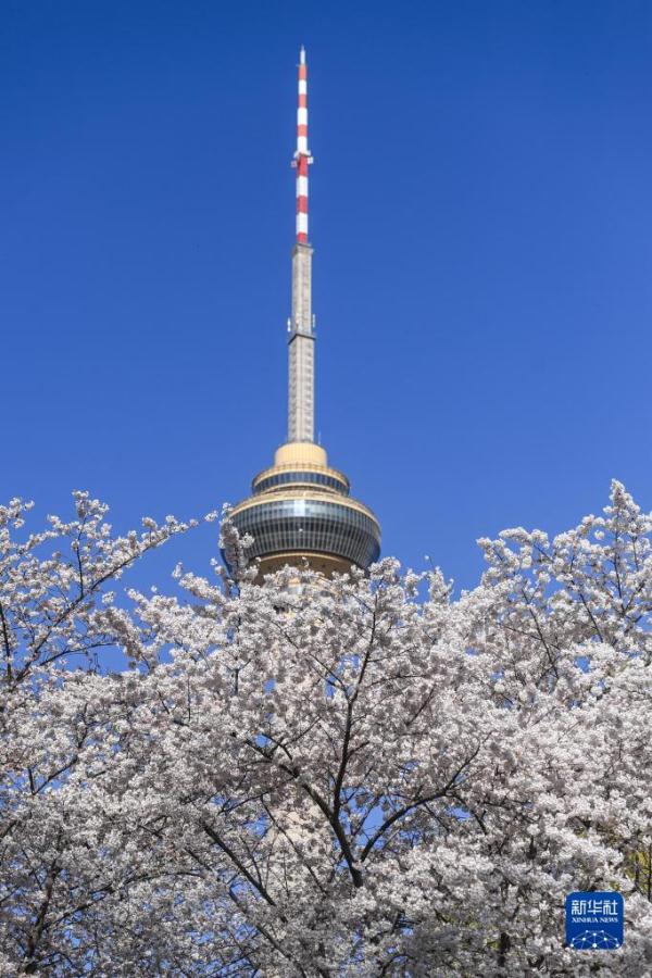 玉渊樱如雪 玉渊樱如雪