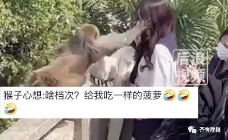 给猴子喂食反被扇一巴掌！目击者：人都被打懵了…景区回应
