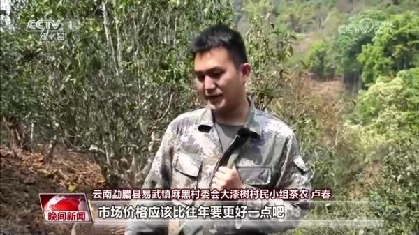 又是一年春茶季  各地茶园抢“鲜”采