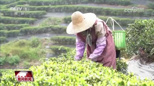 又是一年春茶季  各地茶园抢“鲜”采
