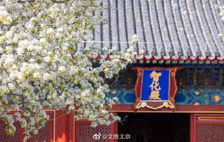 北京智化寺梨花盛开