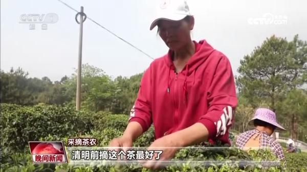 又是一年春茶季  各地茶园抢“鲜”采