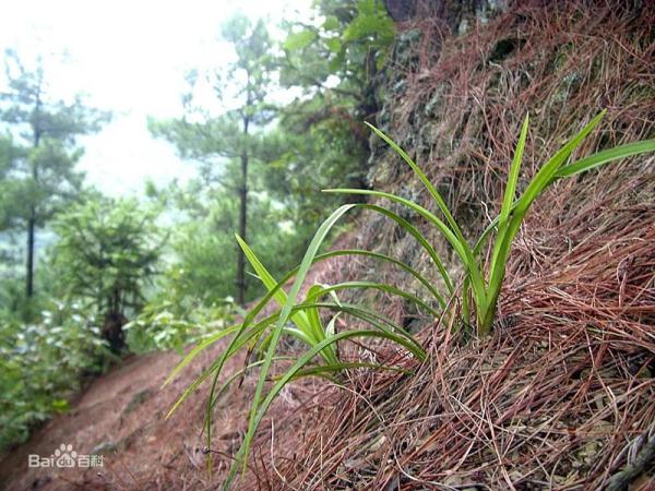 专项行动 | 野生兰花是国家重点保护植物，私挖犯法！
