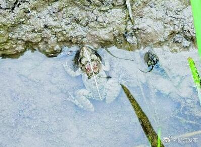 一蛙类新物种在舟山群岛被发现