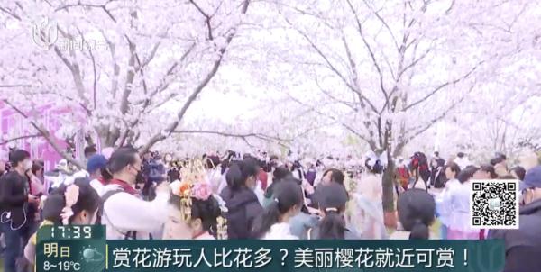 全上海都在出游？人头比花瓣多，到处有挨骂的男人…"2小时高铁圈"成新热门!
