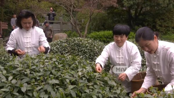 杭州这里的“老祖宗”开采，曾卖到7.28万一两！