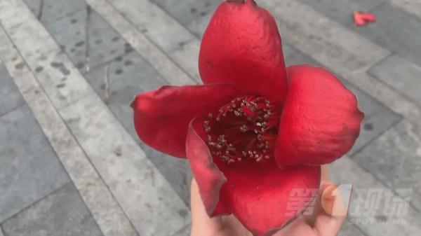 木棉花如期绽放，能捡来吃吗？专家：这三类人不宜食用