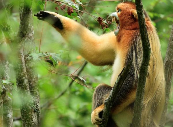 历时十八年，他和“泼猴”交上了朋友！
