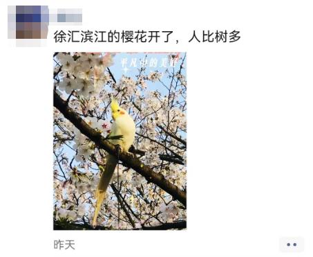 全上海都在出游？人头比花瓣多，到处有挨骂的男人…"2小时高铁圈"成新热门!