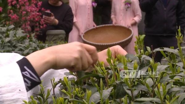 杭州这里的“老祖宗”开采，曾卖到7.28万一两！