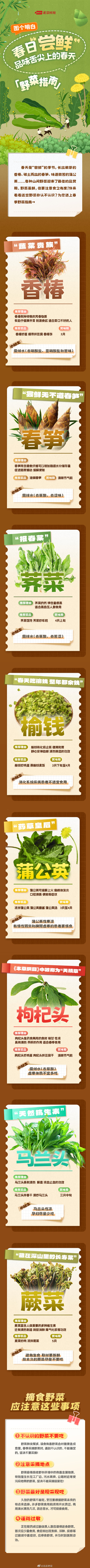 野菜的食用指南+采摘野菜的注意事项
