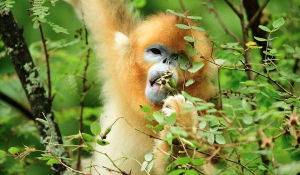 历时十八年，他和“泼猴”交上了朋友！