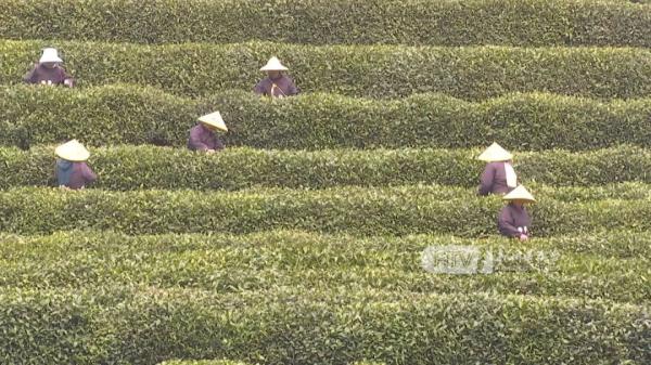 杭州这里的“老祖宗”开采，曾卖到7.28万一两！