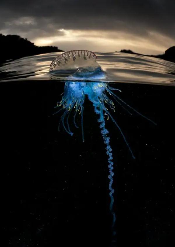 毒性之强不亚于眼镜蛇！千万别碰！有人在游玩时发现，常出没于…