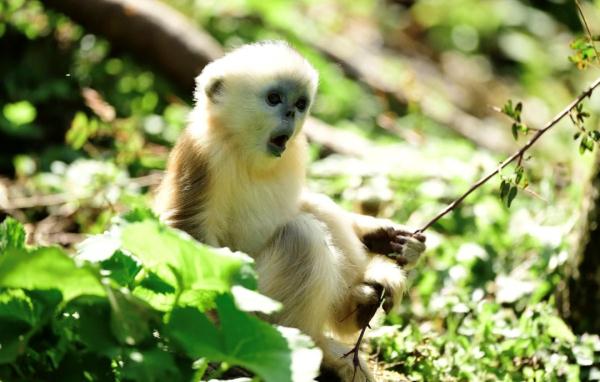 历时十八年，他和“泼猴”交上了朋友！