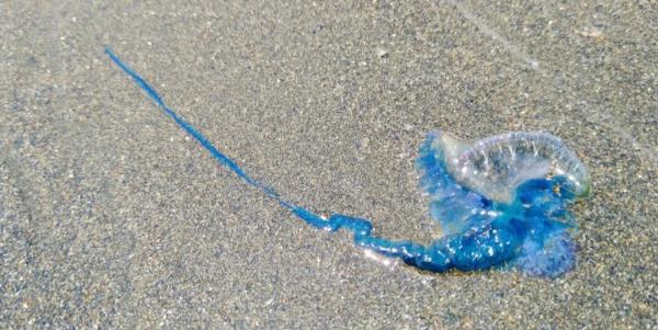 毒性之强不亚于眼镜蛇！千万别碰！有人在游玩时发现，常出没于…