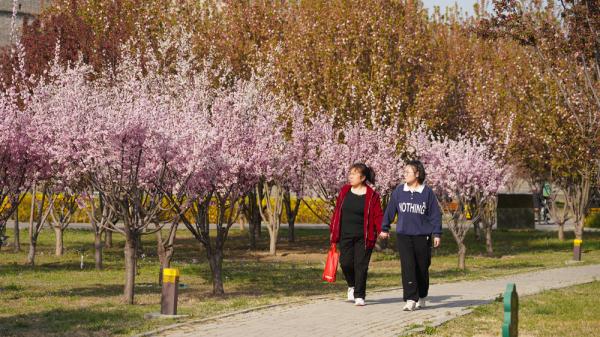 石家庄正定:古城梅花盛放 尽显春日好颜色 石家庄正定:古城梅花盛放 尽显春日好颜色