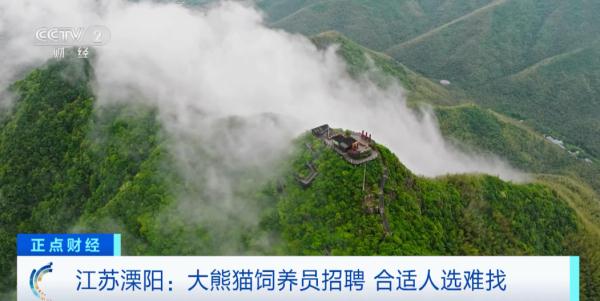 大熊猫饲养员招聘来啦！合适人选很难找？原因是→