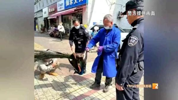 云南人的日常:又有孔雀"出逃"!昆明街头闲逛 云南人的日常:又有孔雀"出逃"!昆明街头闲逛