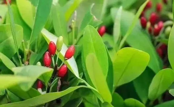 这些野菜可致命!快告诉家里人… 这些野菜可致命!快告诉家里人…