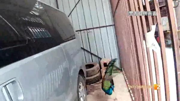 云南人的日常:又有孔雀"出逃"!昆明街头闲逛 云南人的日常:又有孔雀"出逃"!昆明街头闲逛