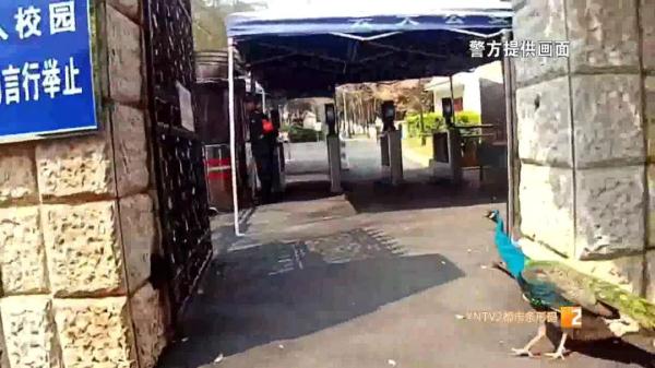 云南人的日常:又有孔雀"出逃"!昆明街头闲逛 云南人的日常:又有孔雀"出逃"!昆明街头闲逛