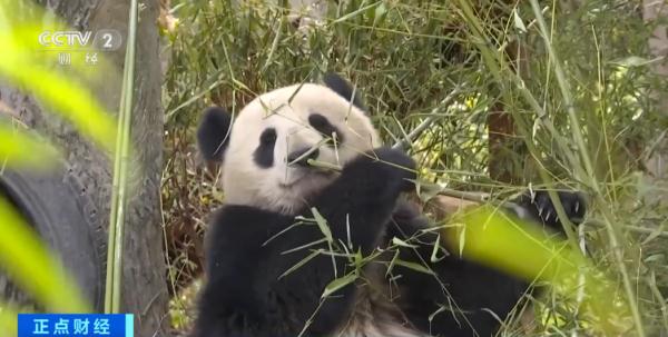 大熊猫饲养员招聘来啦！合适人选很难找？原因是→