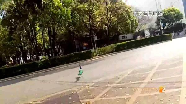 云南人的日常:又有孔雀"出逃"!昆明街头闲逛 云南人的日常:又有孔雀"出逃"!昆明街头闲逛