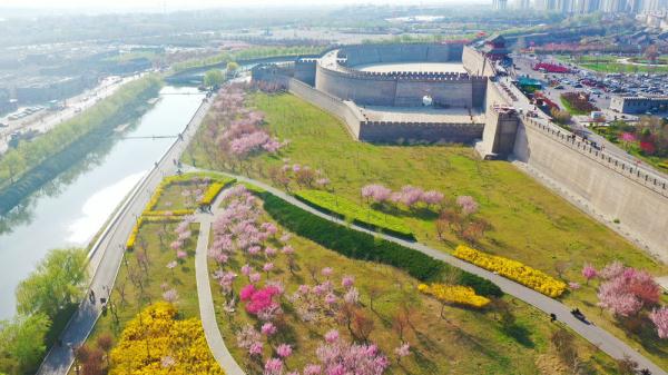 石家庄正定:古城梅花盛放 尽显春日好颜色 石家庄正定:古城梅花盛放 尽显春日好颜色